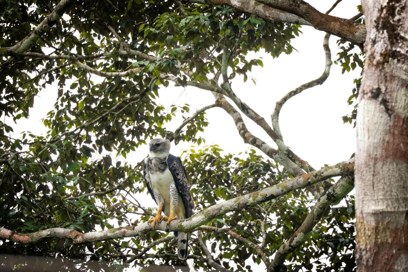 Pousada Paraiso Do Calango Azul Presidente Figueiredo Exteriör bild