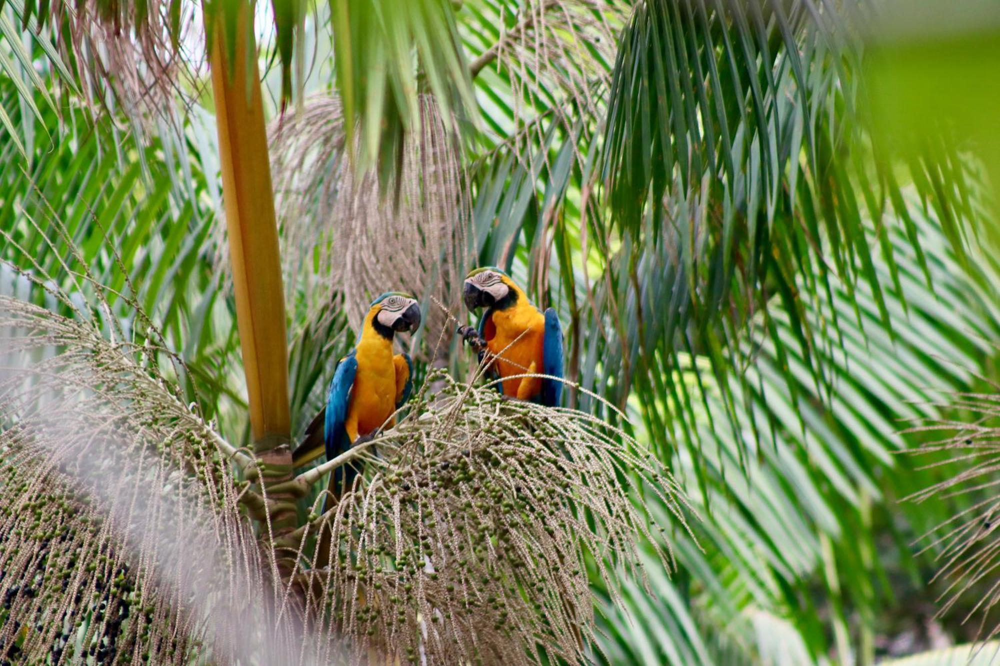 Pousada Paraiso Do Calango Azul Presidente Figueiredo Exteriör bild