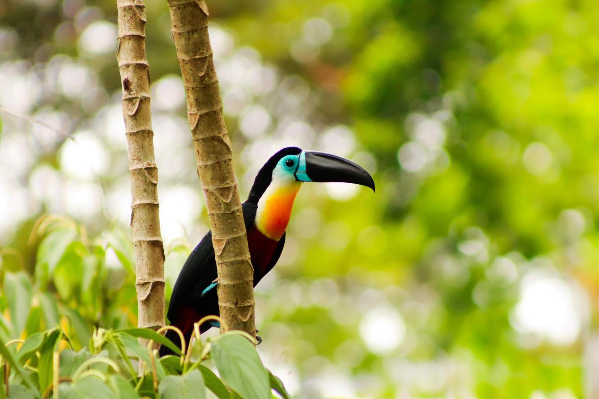 Pousada Paraiso Do Calango Azul Presidente Figueiredo Exteriör bild