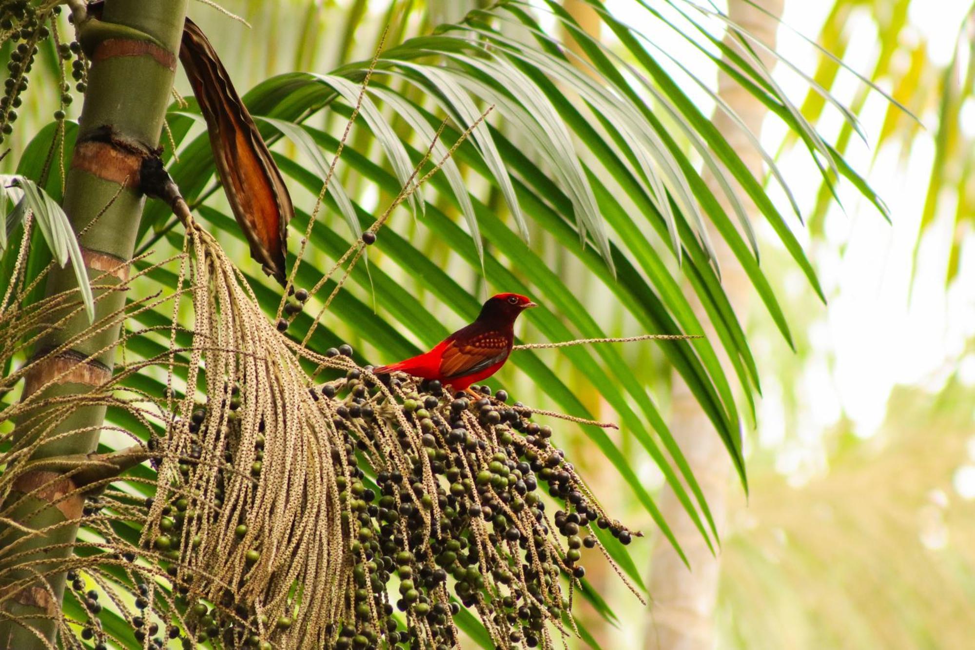 Pousada Paraiso Do Calango Azul Presidente Figueiredo Exteriör bild
