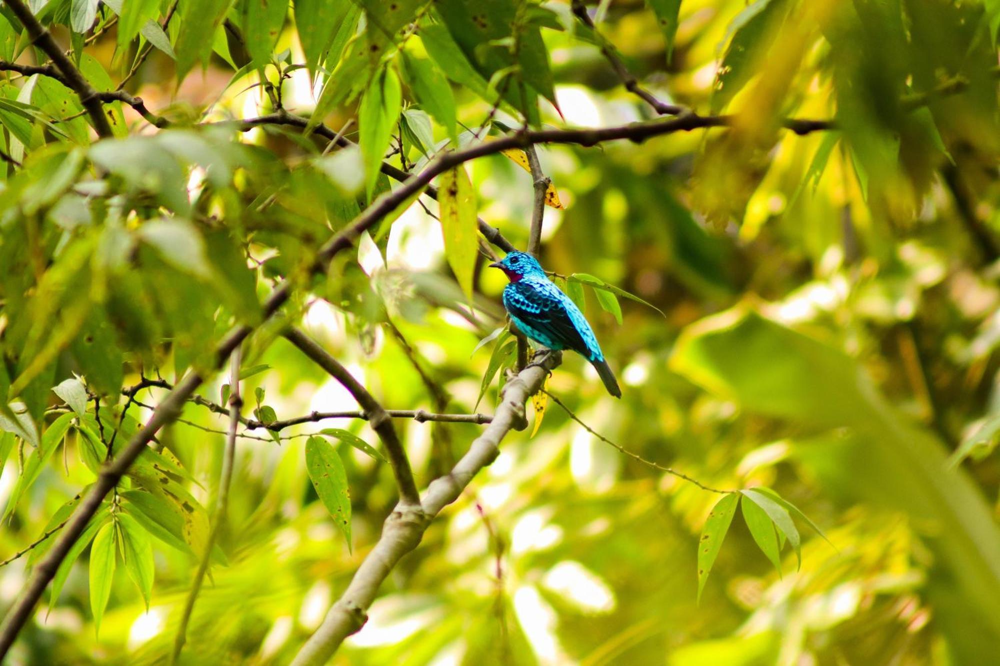 Pousada Paraiso Do Calango Azul Presidente Figueiredo Exteriör bild