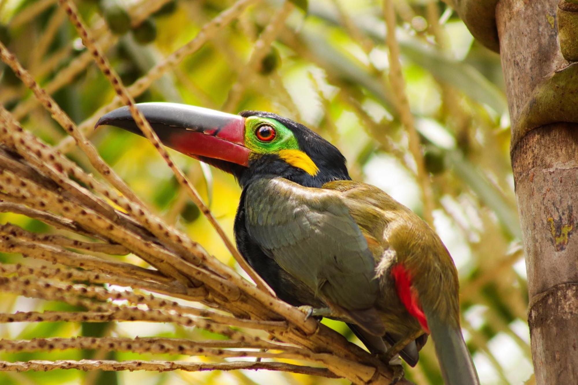 Pousada Paraiso Do Calango Azul Presidente Figueiredo Exteriör bild
