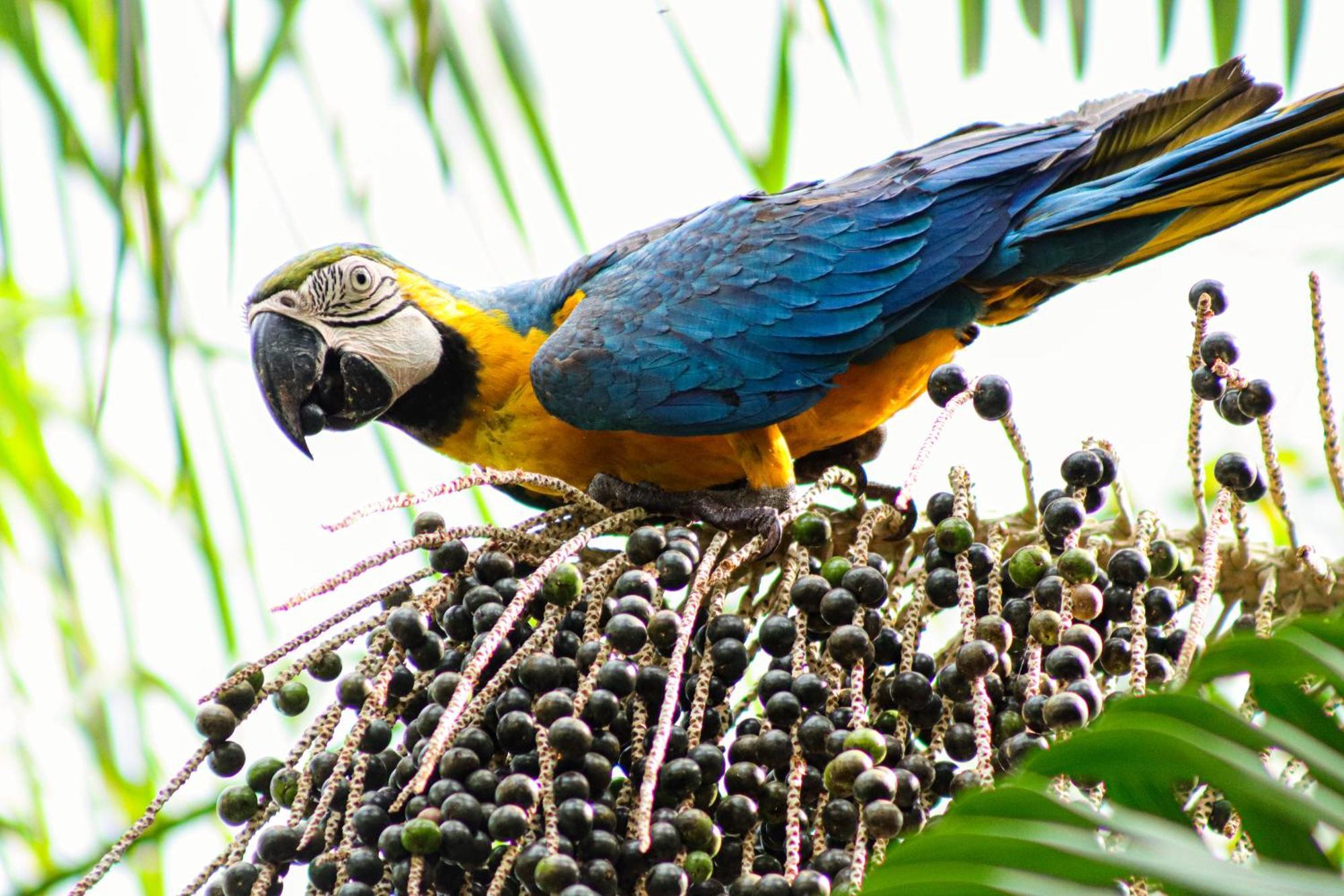 Pousada Paraiso Do Calango Azul Presidente Figueiredo Exteriör bild