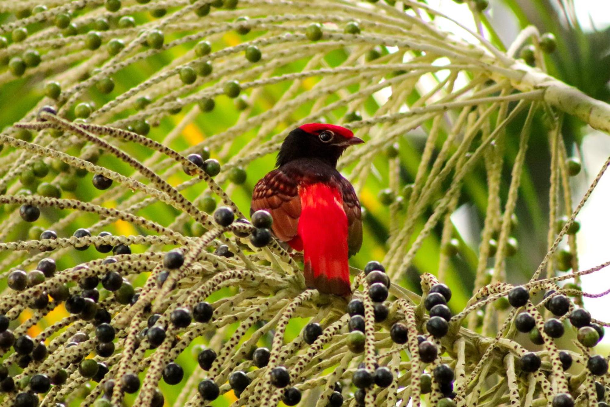 Pousada Paraiso Do Calango Azul Presidente Figueiredo Exteriör bild